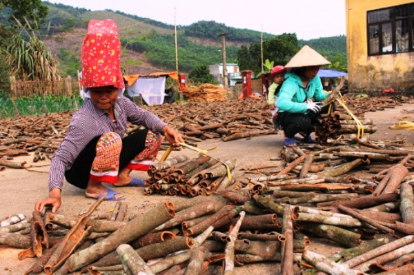 Nhờ trồng quế, nhiều hộ dân ở Quảng Lâm đã thoát nghèo vươn lên làm giàu